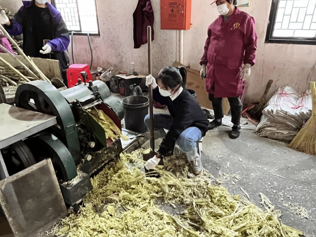 公益助農(nóng)新體驗，鄉(xiāng)村振興正當時 惲代英菁英學校赴新洲紅糖小鎮(zhèn)開展勞動實踐教育